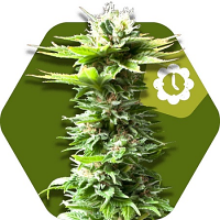 Zambeza Seeds Power Kush Auto Feminized