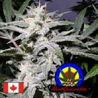 Next Generation Seeds Lebanese x Skunk #1 Regular