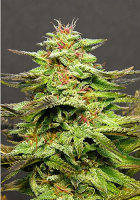Big Head Seeds Julie’s Cookies Feminized