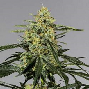 CBD Extreme 20:1 (CBD:THC) - Feminized - Bulk Seeds Premium