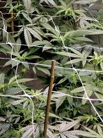 Big Monster Mix - Feminized - Big Monster Seeds