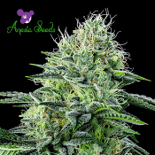 Auto Strawberry Banana - Feminized - Anesia Seeds