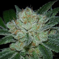 Archive Seeds Hell Raiser OG Regular