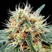 Stromboli Auto - Feminized - Paradise Seeds
