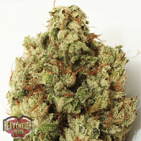Heavyweight Seeds Green Ninja Feminized