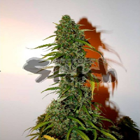 Flash Seeds Formula One Auto Feminised