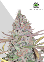 Auto Seeds Berry Ryder Auto Feminised