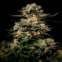 Bulk Seeds Somango Feminized