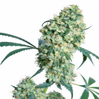 Ed Rosenthal Super Bud - Regular – Sensi Seeds