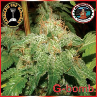 Big Buddha Seeds G-Bomb Feminized
