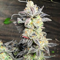 Key Lime Sauce - Feminized - Dank Genetics