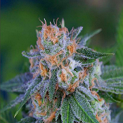 Alchemy - Feminized - TGA Subcool Seeds