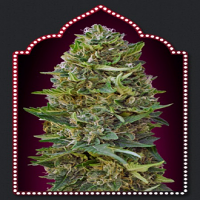 OO Seeds Caramel Kush Feminized