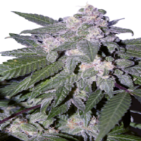 Seedmakers Seeds Auto Blue Feminized