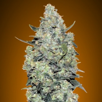 Auto Critical Mass - Feminized - Advanced Seeds