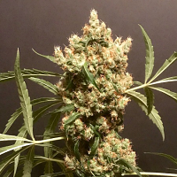 Pot Valley Seeds Strawberry Marshmallow Feminized