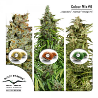 Dutch Passion Seeds Colour Mix #6 Auto Feminized