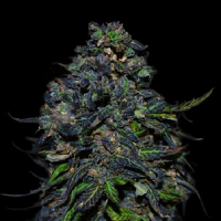 VIP Seeds Taison Auto Feminized