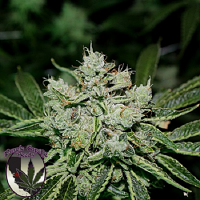 Purple Caper Seeds White O.G. Regular