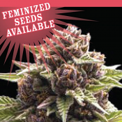 Squirt - Feminized - Humboldt Seed Company