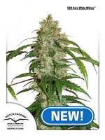 CBD Auto White Widow® - Feminized - Dutch Passion