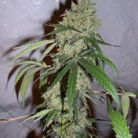 Bulk Seeds Chocolope Feminized