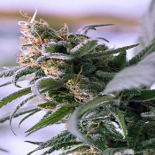 Lemon Stilton - Regular - TGA Subcool Seeds
