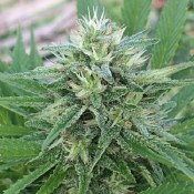Panama x Bangi Haze - Feminized - Ace Seeds