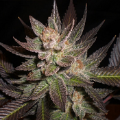 Lavender (AKA Lavandula) – Feminized – Expert Seeds