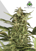 Auto Seeds Juicy Lucy Auto Feminized