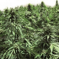 T.H.Seeds Auto Northern HOG Feminised