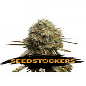 Wedding Glue - Feminized - Seed Stockers