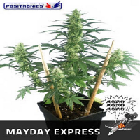Positronics Seeds May Day Express Auto Feminized