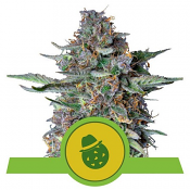 Do-Si-Dos Auto - Feminized - Royal Queen Seeds