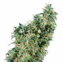 First Lady – Regular – Sensi Seeds