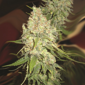 Blackberry OG CBD - Regular - Emerald Triangle Seeds