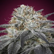 Auto Slurricane - Feminized - Advanced Seeds