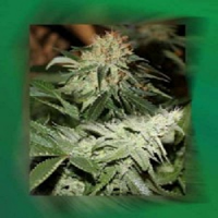 Connoisseur Genetics Seeds Strawberries and Cream Feminized