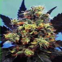 KC Brains Seeds Mind Bender Regular