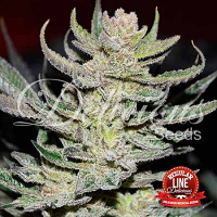 Delicious Seeds Unknown Kush (was Desconocida Kush) Regular