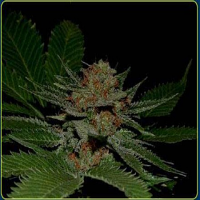Soma Seeds Big Kahuna Regular