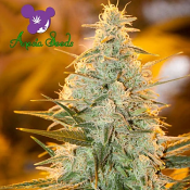 Amnesia Flash - Feminized - Anesia Seeds
