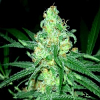 BlimBurn Seeds Original Clone Feminized