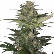 Red Dwarf - Feminized - Buddha Seeds