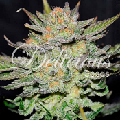 Blue Ace CBD Auto - Feminized - Delicious Seeds