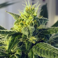 Dos Santos - Regular - Massive Creations