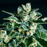 SuperCBDx Seeds Jack Herer x SCBDx Feminized