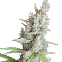 Seedmakers Seeds AK Auto Feminized