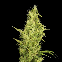 House of the Great Gardener Seeds Sunshine Feminized