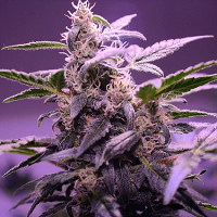Critical Mass Collective Seeds Auto Mendo Mass Feminized